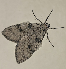 Graphidipus puncticulata