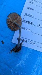 Entoloma