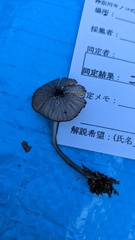 Entoloma