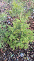 Pinus