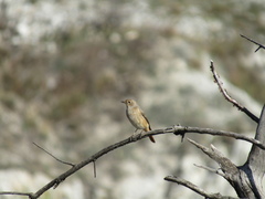 Phoenicurus phoenicurus