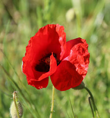 Papaver rhoeas