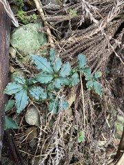 Tetrastigma obtectum