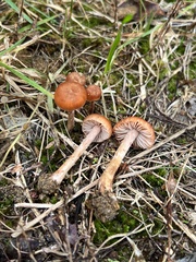 Laccaria trichodermophora