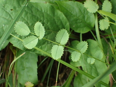 Sanguisorba minor