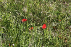 Papaver rhoeas