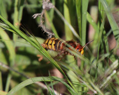 Vespa crabro