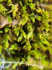Nyholmiella obtusifolia