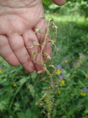 Neottia ovata