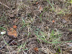 Laccaria trichodermophora