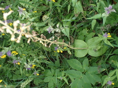 Neottia ovata