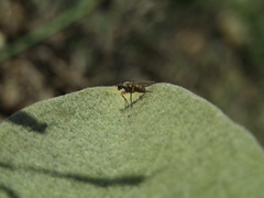 Diptera