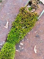 Nyholmiella obtusifolia