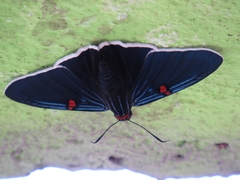 Phocides lilea