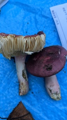 Russula olivacea