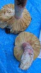Russula olivacea