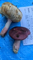 Russula olivacea