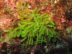 Caulerpa webbiana