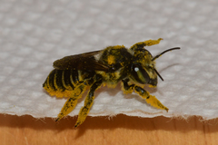 Megachile albitarsis
