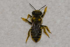 Megachile albitarsis