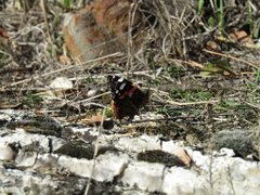 Vanessa atalanta