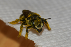 Megachile albitarsis