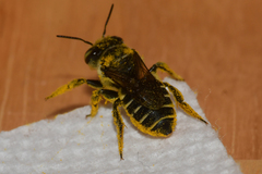 Megachile albitarsis