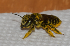 Megachile albitarsis