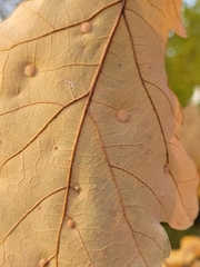 Neuroterus floccosus