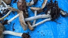 Hebeloma sacchariolens