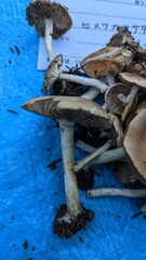 Hebeloma sacchariolens