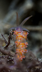 Coryphellina poenicia