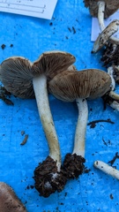 Hebeloma sacchariolens