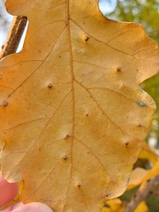 Neuroterus floccosus