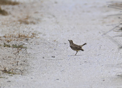 Galerida magnirostris
