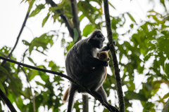 Trachypithecus cristatus