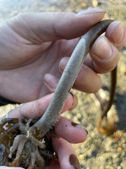 Membranipora membranacea