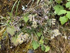 Anaphalis morrisonicola