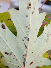 Eriophyes aceris