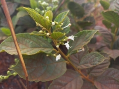 Clerodendrum tanganyikense