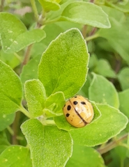 Harmonia axyridis