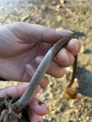 Membranipora membranacea