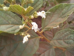 Clerodendrum tanganyikense