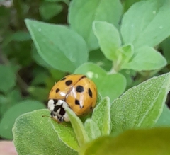 Harmonia axyridis