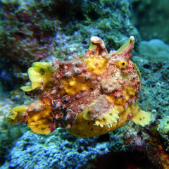 Antennarius maculatus