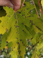 Eriophyes aceris