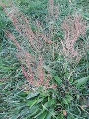 Rumex hydrolapathum