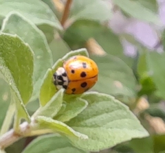 Harmonia axyridis