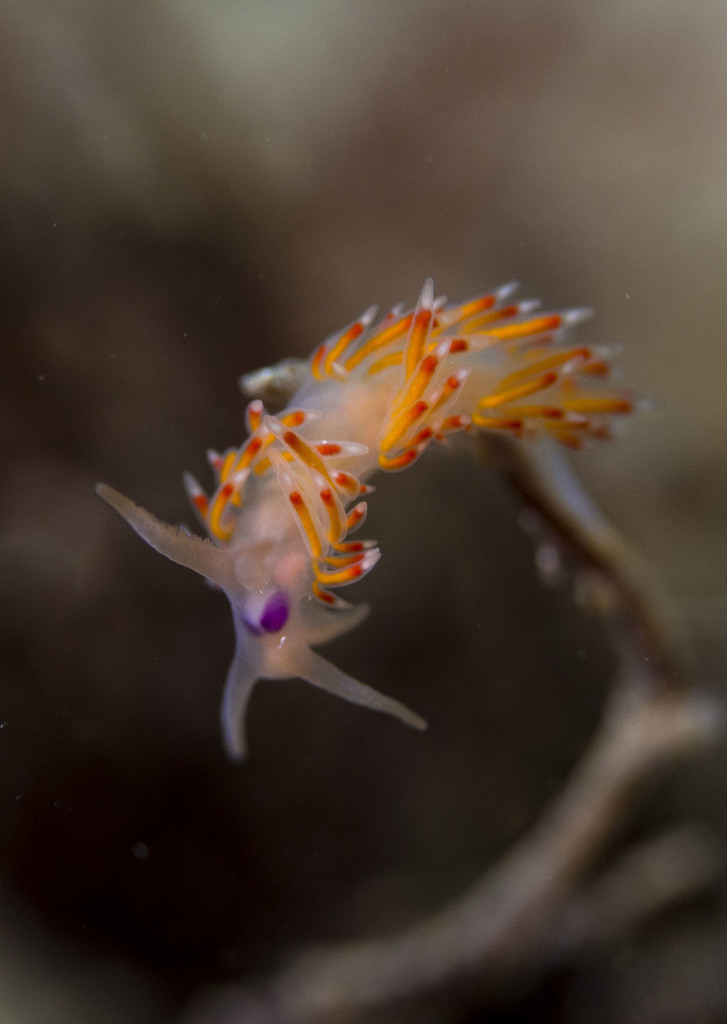 Coryphellina poenicia