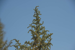 Halogeton glomeratus